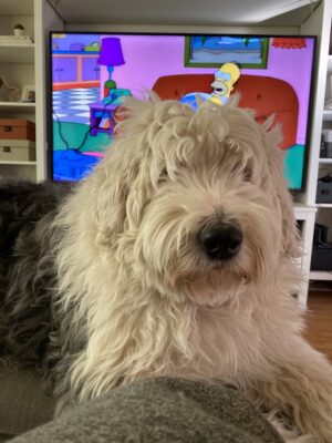 Agnes, a shaggy, white and grey Old English Sheepdog, looks at the camera as The Simpsons plays on the TV in the background.